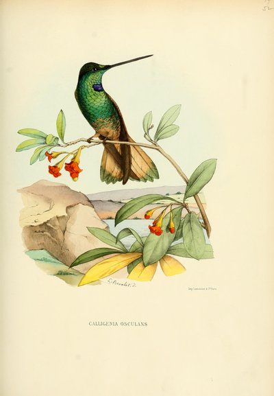 Calligenia osculans = Coeligena violifer osculans by Louis Victor Bevalet